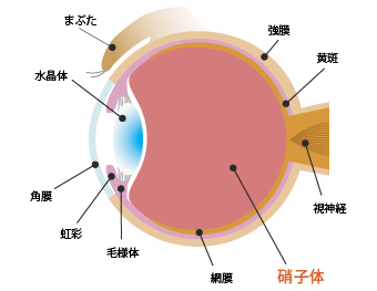 診療案内